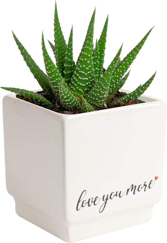 Costa Farms Mini Haworthia Succulent Fully Rooted Live Indoor Plant 6-Inches Tall, in Kokedama Ball| Valentines Day Gift | Valentines Day Decoration