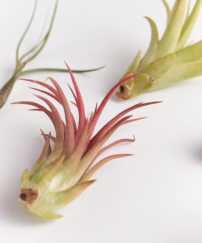 Shop Succulents | Assorted Collection for Home Décor, DIY Terrariums Variety of Species, Tropical House Plant, 50-Pack, Mix