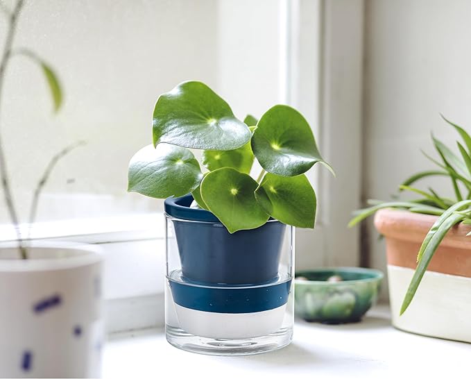 D'vine Dev 4 Inch Design Self Watering Planter for Indoor Plants, Blue Terracotta Pot with Cylinder Glass Cup, Set of 2, 37-Y-A-4