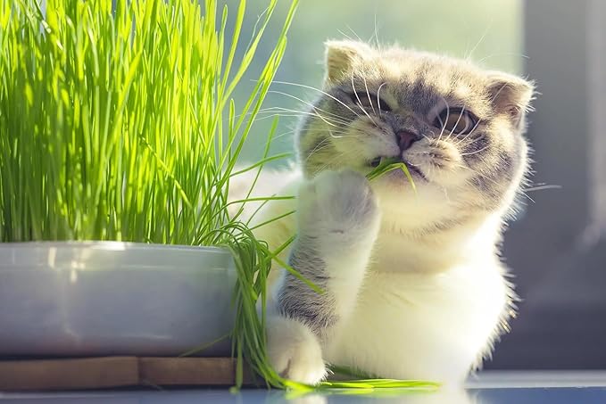 Organic Cat Grass Mix - Grow Nourishing Grass for Your Cat's Delight - 20 QUARTS