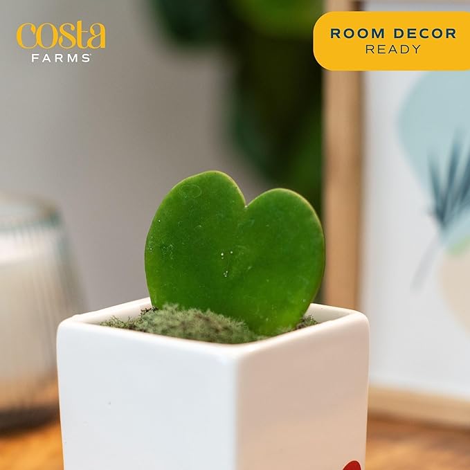 Costa Farms Live Indoor Plant Hoya Heart, Easy to Grow Succulent-Like Houseplant in Cute Decor Planter, Housewarming Gift, Office or Room Decor, 5-Inches Tall