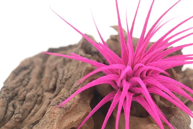 Dyed Tillandsia Ionantha Guatemala Enhanced Colored Colorful Air Plant Live Easy Care Indoor Outdoor Home Decor Gift Airplant by Awesome Industries Live Arrival Guaranteed (Pink)