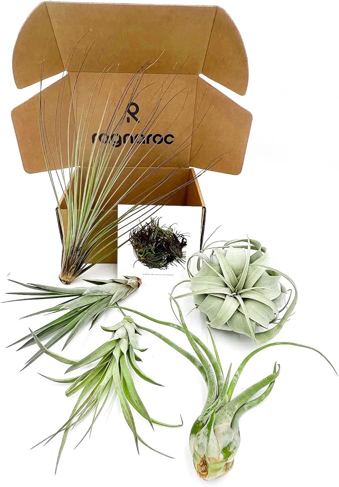 Air Plants - Odin Gift Box - 5ct - Live Arrival Guaranteed - House Plants for Home Decor & Gift