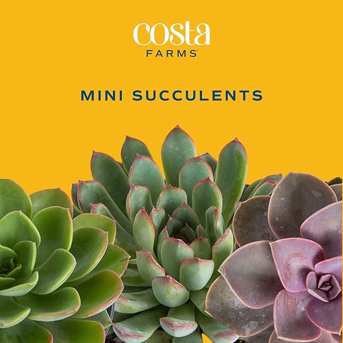 Costa Farms Succulents (24 Pack), Live Mini Succulent Plants in Ceramic Decor Planter Pots, Indoor Houseplants in Potting Soil, Bulk Baby Shower Gifts, Party Favors, Bridesmaid Gifts, 2-Inches Tall