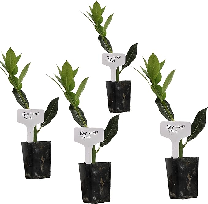 Mediterranean Bay Leaf, Bay Laurel Live Plant. Standard Variety - Laurus Nobilis. Live Plant. Fragrant, Fresh, Edible. Best for Ground Planting Outdoor. (4 Bay Laurel Plants in Cup)