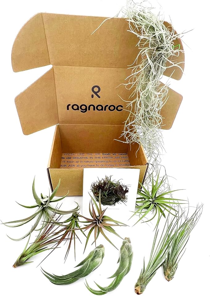 Live Air Plants - Tillandsia Gift Box TOR Variety Pack - 10 Count Large, 4-10 inches – Live Indoor Plants & Live 15 inch Spanish Moss – Live Plants for Home décor, Live Arrival Guaranteed