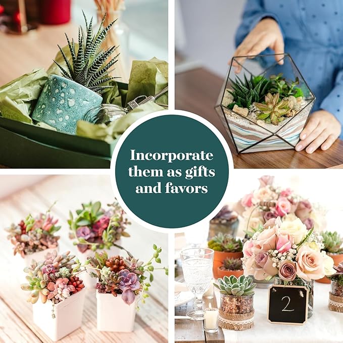 Shop Succulents Unique Succulent Plant Pack Collection - Live Mini Succulent Plants, Low Maintenance, Exceptional Colors & Textures - Wedding and Party Favors, Gift & Garden, Pack of 20