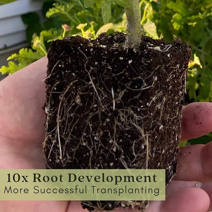 Clovers Garden Catmint (Nepeta) Plants – Two (2) Live Plants – Non-GMO - Not Seeds - Each 4" to 8" Tall – in 4" Inch Pots – Natural Mosquito Plant - Hardy Flowering Perennial Herb, Pollinator Favorite