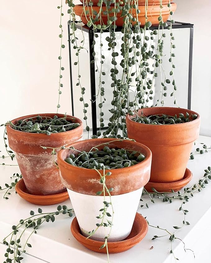 Terracotta Pots 4 inch, Pack of 12 Clay Pots for Plants, Small Terracotta Pots with Drainage Holes and Saucers, Mini Nursery Plant Pots for Succulents, Cactus, Indoor,Outdoor