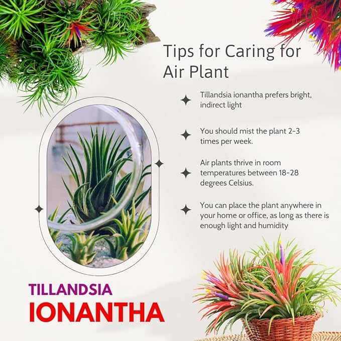 Red Tillandsia Air Plants Live, Set 20 Live Plant, Tillandsia Plants, Succulents Plant Live, Indoor and Outdoor House Plant