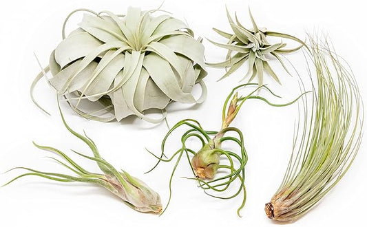 5 Pack of Large Tillandsia Air Plants - Xerographica, Juncea, Bulbosa, Caput Medusae & Harrisii- Live Succulent House Plants Availabe in Wholesale and Bulk - Easy Care Indoor and Outdoor Plant