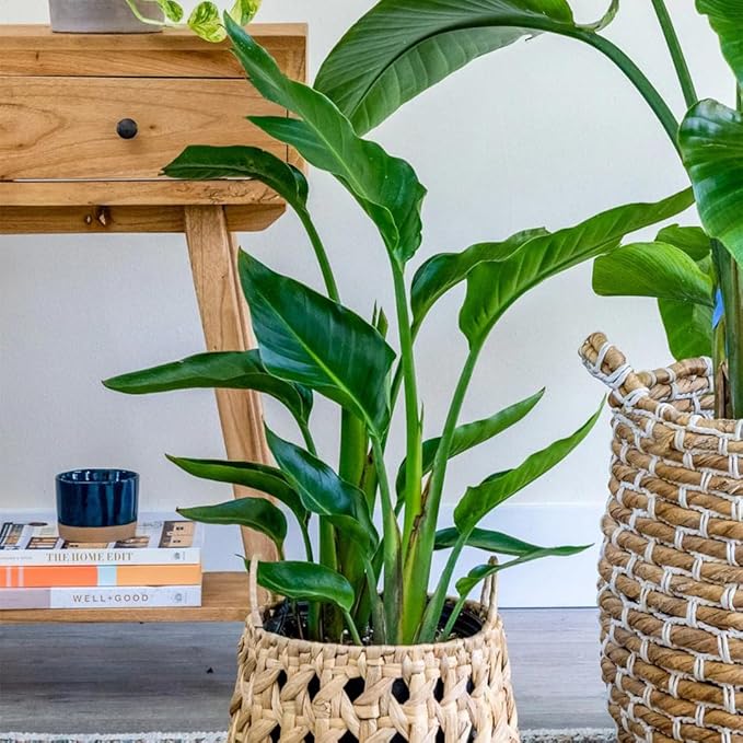 Bird of Paradise - White + Orange - Strelitzia. (2 White + 2 Orange BoP Cups)