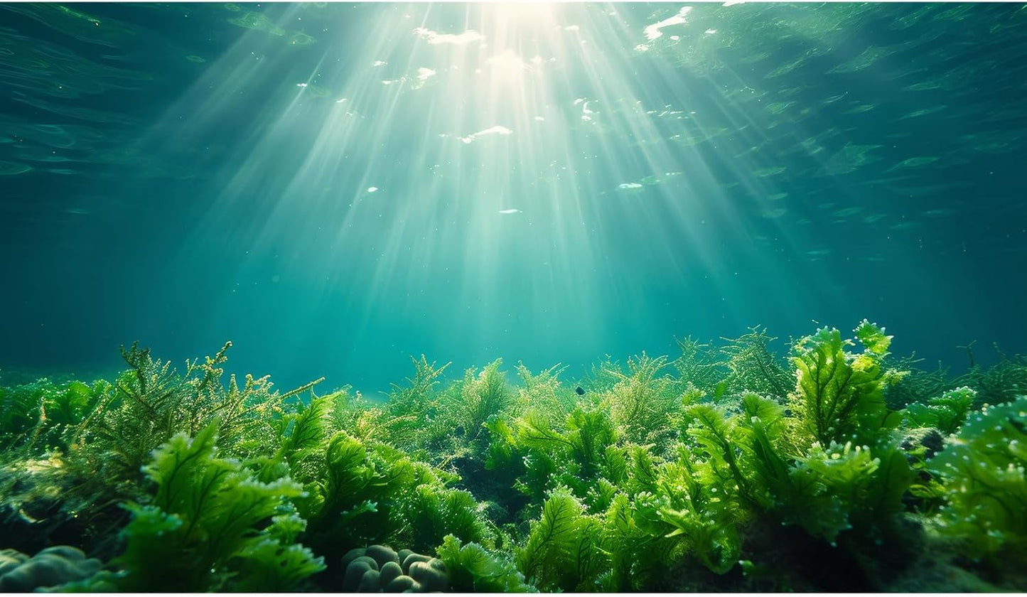 Deep Ocean Fish Tank Background Under The Sea Aquatic Plants Aquarium Background Underwater Corals Sunray Terrarium Backgrounds Tropical Fish Ocean World Aquarium Backgrounds Decorations 72x18in