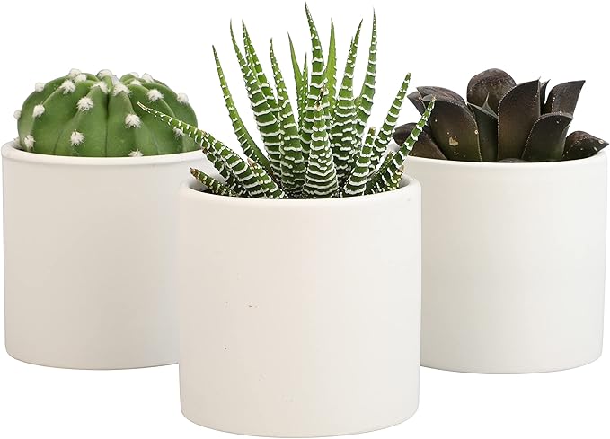 Plants for Pets Live Low Light House Plants in Ceramic Succulent Pots (3 Pack), Gasteria Succulent Plant and Cactus Plants Live with Potting Soil, Haworthia Succulents for Indoor Growing Home Décor