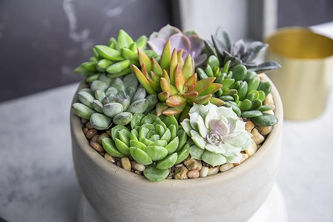 Succulents Plants Live (20PK) Potted Succulent Plants Live House Plants, Cactus Plants Live Plants Indoor Plants Live Houseplants, Indoor Plant Succulents Live Plant House Plant by Plants for Pets