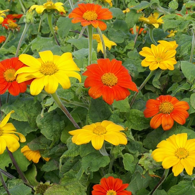 Outsidepride Mexican Sunflower Seeds Mix - 500 Pcs Annual, Easy-to-Grow, Mixed Tithonia Speciosa Flower Seeds w/Drought-Tolerant Blooms for Pollinator Gardens & Vibrant Summer Landscaping