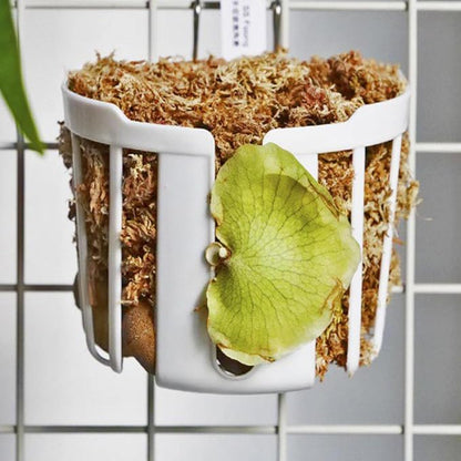 Staghorn Fern Mount Wall Planter Basket Vertical Orchid Hanging Planter - Image 6