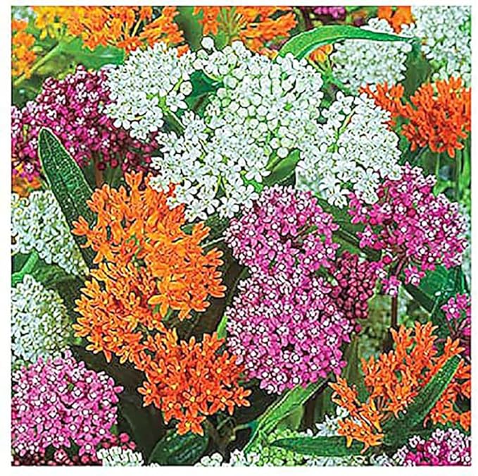 Blood Flower Milkweed Seeds - Food and Host Plant for Monarch Butterflies…