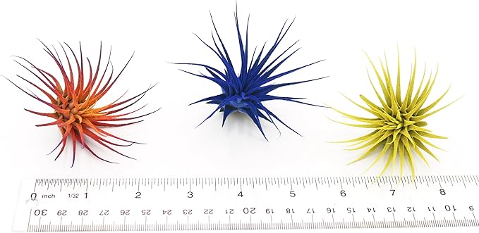 Dyed Tillandsia Ionantha Guatemala Enhanced Colored Colorful Air Plant Live Easy Care Indoor Outdoor Home Decor Gift Airplant by Awesome Industries Live Arrival Guaranteed (Red)
