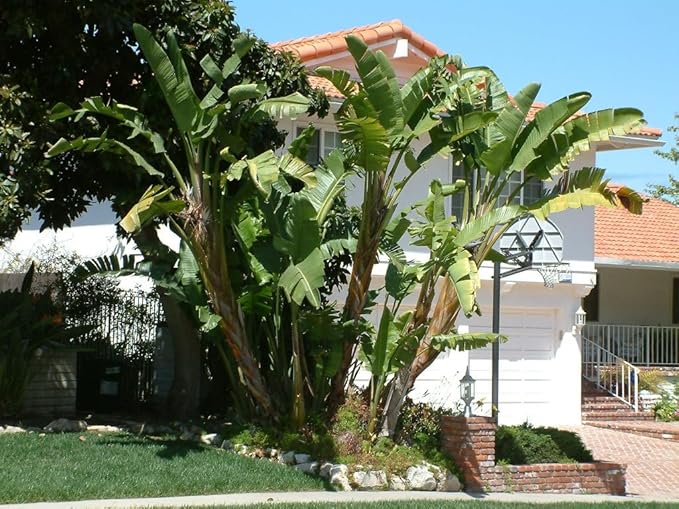 Bird of Paradise - White - Strelitzia Nicholai. (4 White BoP in Cup)