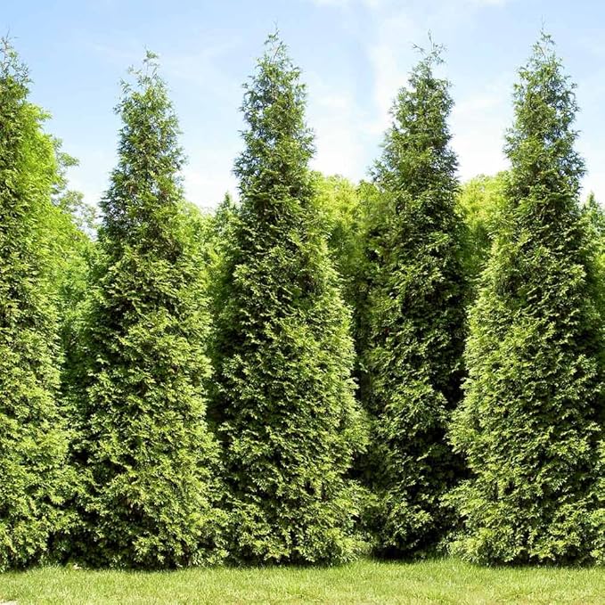Brighter Blooms - Junior Giant Thuja Tree, 3-4 ft. - No Shipping to AZ