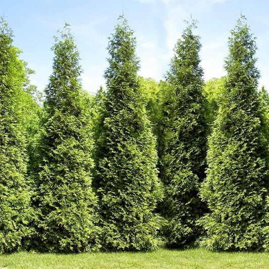 Brighter Blooms - Junior Giant Thuja Tree, 3-4 ft. - No Shipping to AZ
