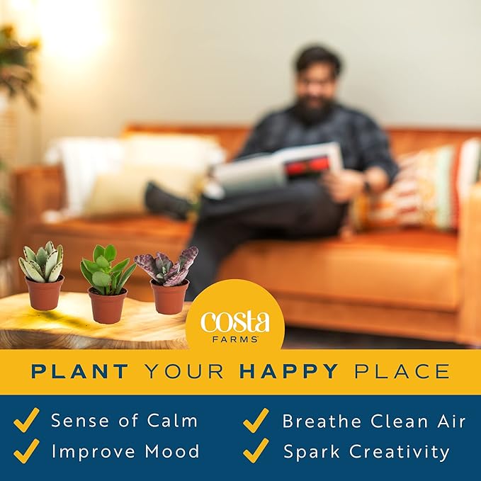 Costa Farms Succulents (6 Pack), Live Mini Succulent Plants, Grower's Choice Live Houseplants, Potted in Nursery Plant Pots, Potting Soil, Gift for Bulk Baby Shower, Bridal Shower, DIY Room Decor