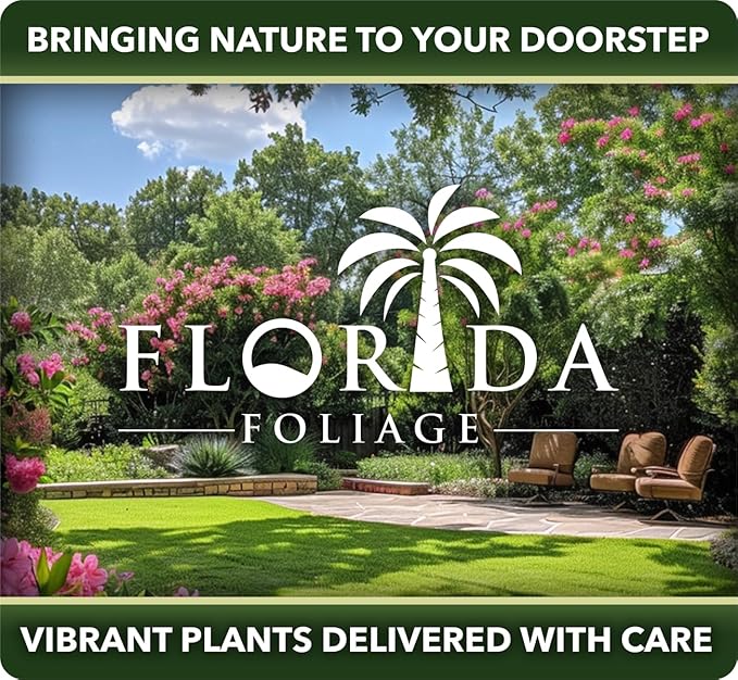 Loropetalum Carolina Midnight | 20 Live Plants | Loropetalum Chinense | Purple Foliage Shrub | Ornamental Landscape Bush | Fast Growing Plants