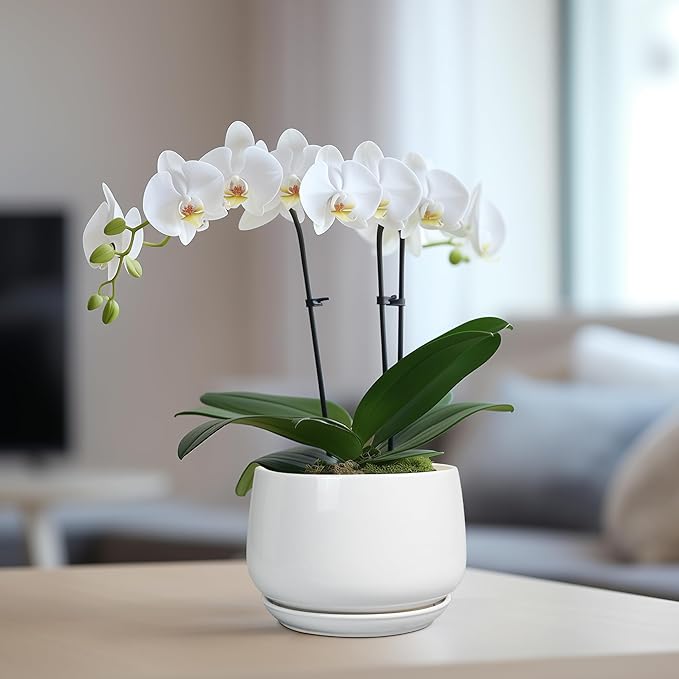 G EPGardening Ceramic Pots for Plants - 6 Inch Planter for Indoor Plants, Flower Pots with Drainage and Ceramic Tray, Modern Office Decor, Gifts for Plant Lovers, White