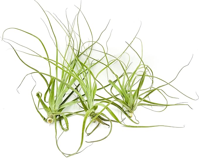 Air Plants - Tillandsia Straminea Jumbo 6-9" - 3ct - Live Arrival Guaranteed - House Plants for Home Decor & Gift