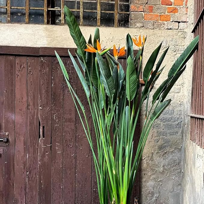 Bird of Paradise - Orange - Strelitzia Reginae. (2 Orange BoP in Cup)