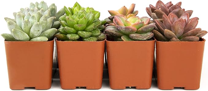 Succulents Plants Live (12PK) Potted Succulent Plants Live House Plants, Cactus Plants Live Plants Indoor Plants Live Houseplants, Indoor Plant Succulents Live Plant House Plant by Plants for Pets