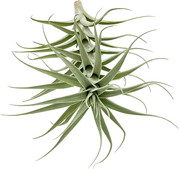 Live Air Plants - Tillandsia Albida 7-12" - 1ct – ragnaroc Live Indoor Plant - Live Arrival Guaranteed - House Plants for Home Decor & Gift