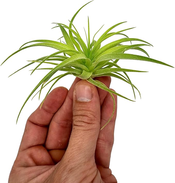 Live Air Plants - Tillandsia Geminiflora 1-3" - 1ct – ragnaroc Live Indoor Plant - Live Arrival Guaranteed - House Plants for Home Decor & Gift