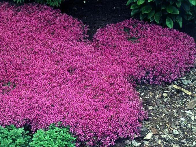 20,000+ Creeping Thyme Seeds Ground Cover, Non-GMO Perennial Flower Seeds, Hardy Thymus Serpyllum, Creeping Phlox Alternative for Landscaping & Garden Paths (Hot Pink)