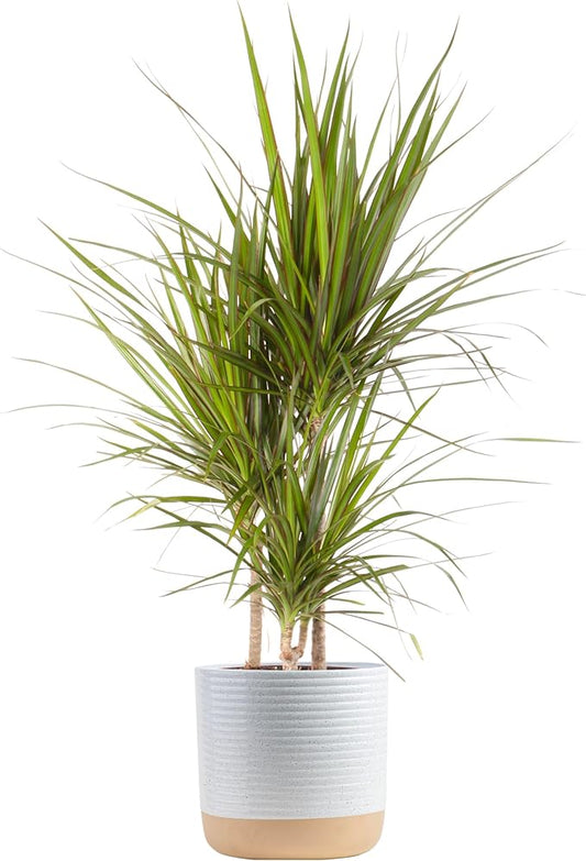 Costa Farms Dracaena Marginata Magenta Madagascar Dragon Tree, Live Indoor Plant, Easy to Grow Houseplant Potted in Decor Planter Pot, Living Room Home and Office Decor, 3-4 Feet Tall