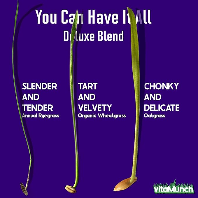 Cat Grass Seeds Deluxe Blend – Tender, Smooth and Chonky – Grows 50 Pots of Fresh Cat Grass for Indoor Cats – Easy & Fast to Grow Bulk Rescuer's Pack Grows 600 Square inches of Edible cat Grass