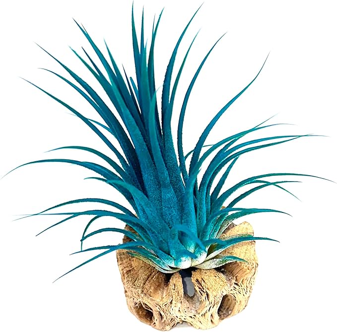 Live Extra Large Tillandsia Ionantha Guatemala Enhanced Colored Colorful Air Plant 3+ inch Easy Care Indoor Outdoor Home Decor Gift Airplant Awesome Industries Live Arrival Guaranteed (Teal XL)