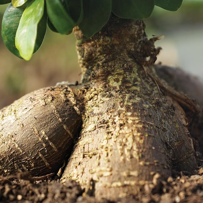 Brussel's Bonsai Live Ginseng Grafted Ficus Bonsai Tree Kit - Small Indoor Bonsai Ficus Tree - Bonsai Kit with Ceramic Bonsai Pot and Bonsai Soil