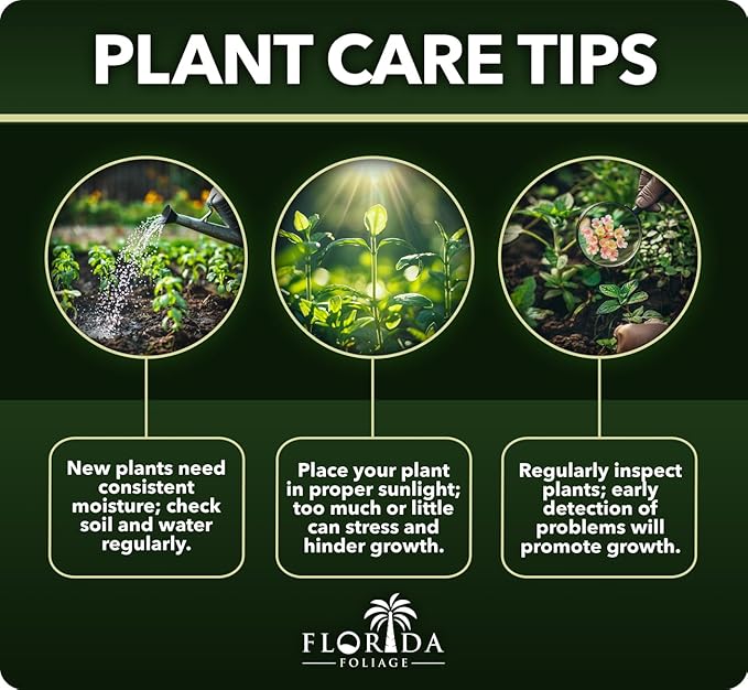 Loropetalum Carolina Midnight | 10 Live Plants | Loropetalum Chinense | Purple Foliage Shrub | Ornamental Landscape Bush | Fast Growing Plants