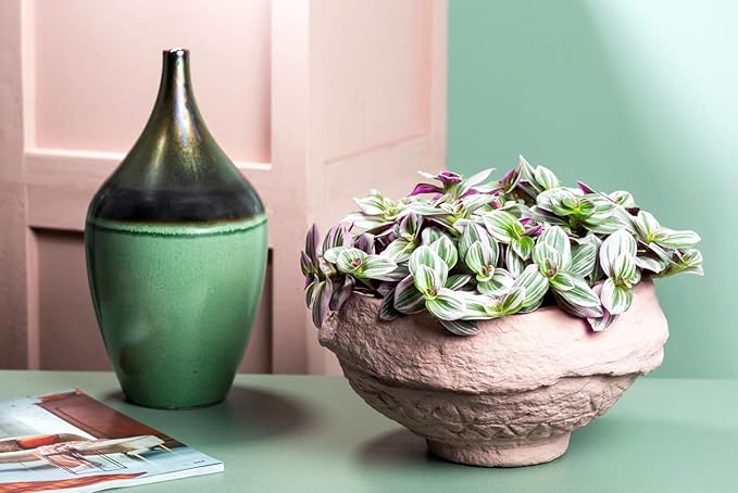 Rare Nanouk Pink Tradescantia - 2.5" Pot - Collector's Series