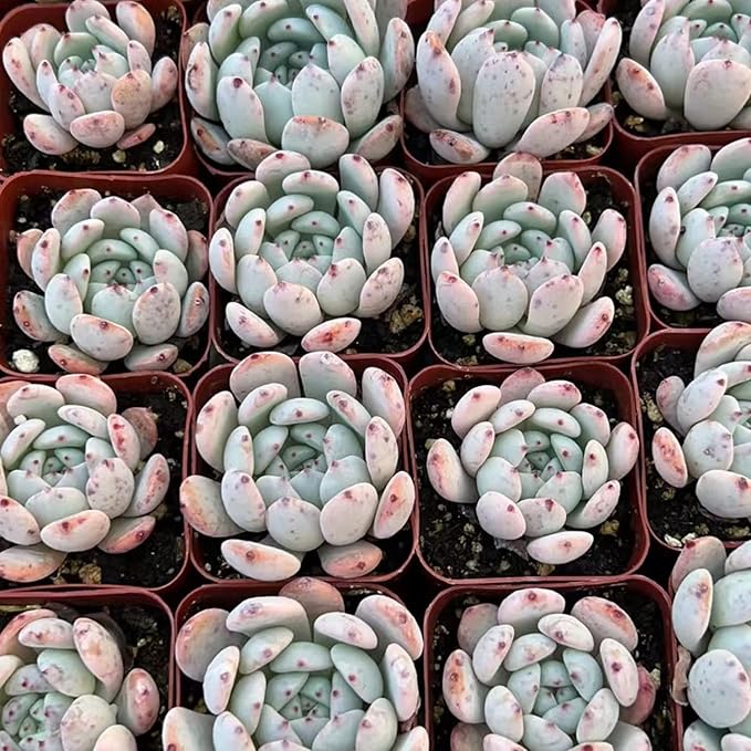 Live Succulent Echeveria 'Biante', Approx 2-inch Large, Potted Succulents, Fully Rooted, Easy Care House Plants
