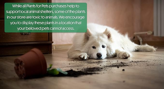 Plants for Pets Live Low Light House Plants in Ceramic Succulent Pots (3 Pack), Gasteria Succulent Plant and Cactus Plants Live with Potting Soil, Haworthia Succulents for Indoor Growing Home Décor