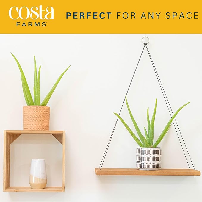 Costa Farms Aloe Vera (2 Pack), Live Succulent Plant, Easy Care Indoor Houseplant in Grower Pot, Natural Room Air Purifier in Soil, Living Room or Office Décor, New House Warming Gift, 12-Inches Tall