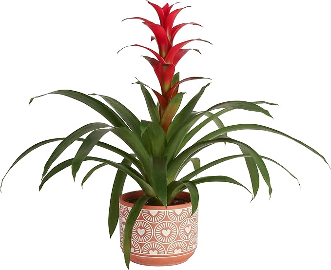 Costa Farms Bromeliad, Flowering Live Indoor Plant in Modern Flower Pot, Houseplant with Flowers in Potting Soil, Grower's Choice, New House Gift, Home or Room Decor, 20-Inches Tall