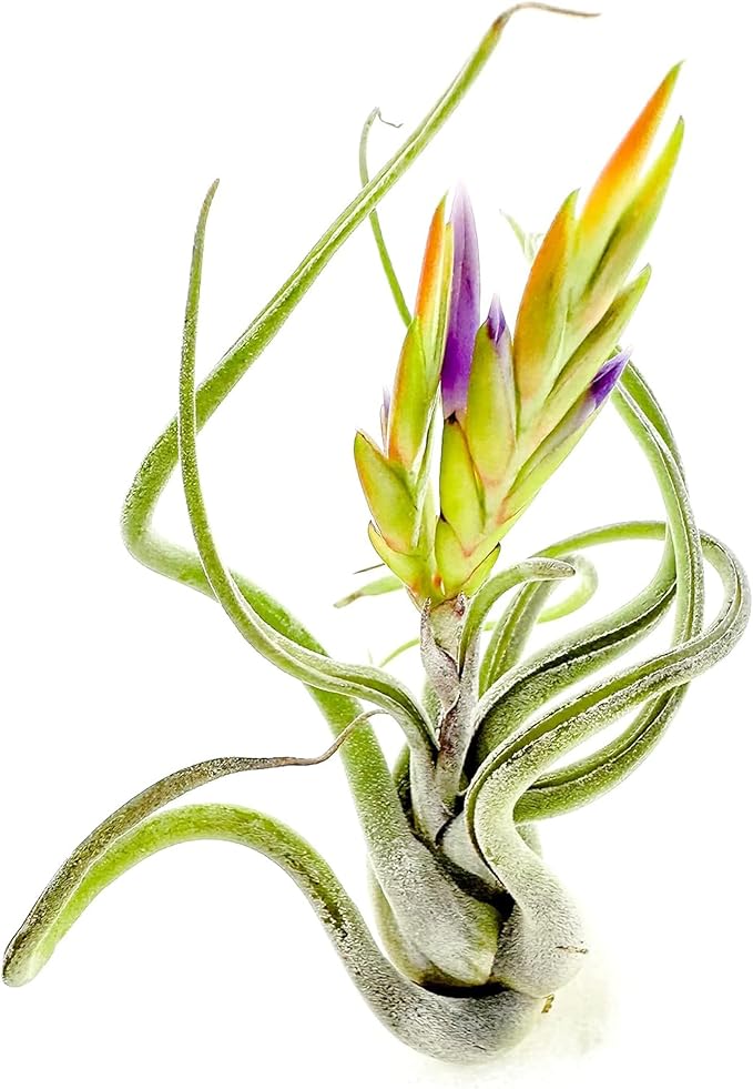 Air Plants - Flowering Tillandsia Caput Medusae, Large 5-7" - 3ct - Live Arrival Guaranteed - House Plants for Home Decor & Gift