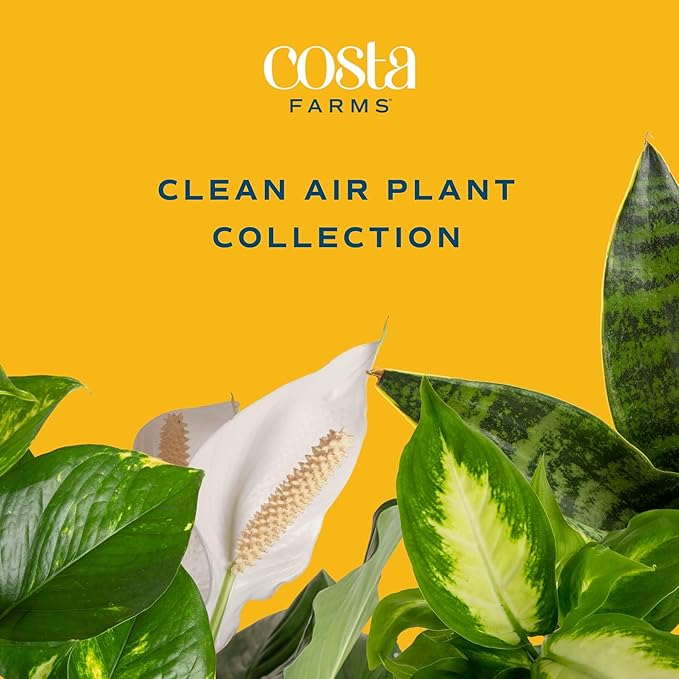 Costa Farms Live House Plants (4 Pack), Easy to Grow Live Indoor Houseplants, Grower's Choice Air Purifier Set, Potted in Indoors Garden Plant Pots, Potting Soil, Housewarming Gift, Home or Room Decor
