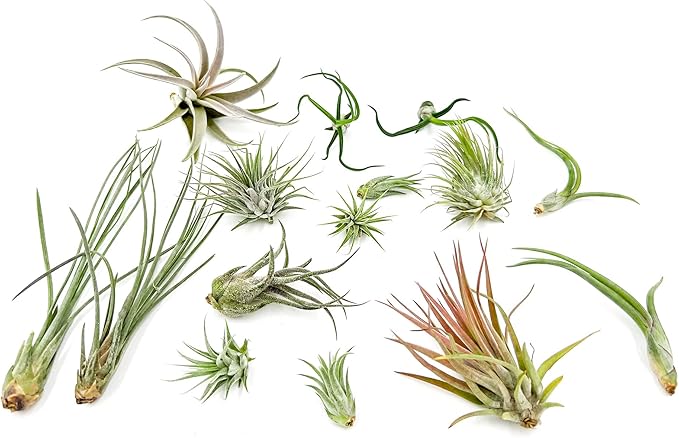 Live Air Plants - Tillandsia Variety, Regular 1-3" - 15ct - Live Arrival Guaranteed, House Plants for Home Decor & Gift
