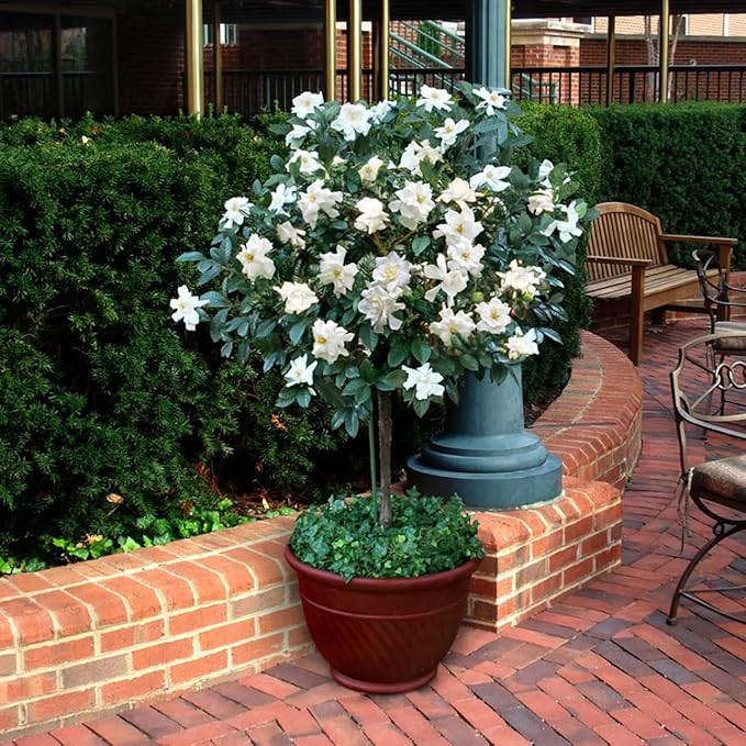 Gardenia Veitchii - Everblooming - Gardenia Jasminoides. Fragrant Evergreen Shrub with Glossy Foliage and Pure White Blooms, Perfect for Pots, Borders, or Gardens (2 Gardenia Veitchii Plants in Sac)