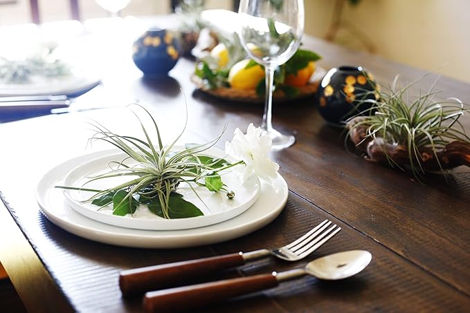 Shop Succulents | Assorted Collection | Variety of Species, Tropical House Plant for Home Décor, DIY Terrariums, 6-Pack